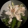 ally_283